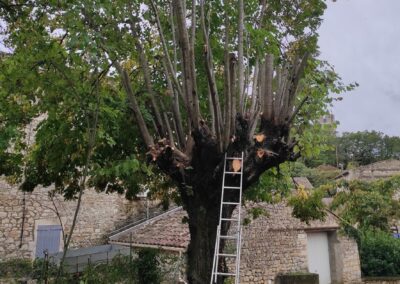 élagage d'arbres en Ardèche